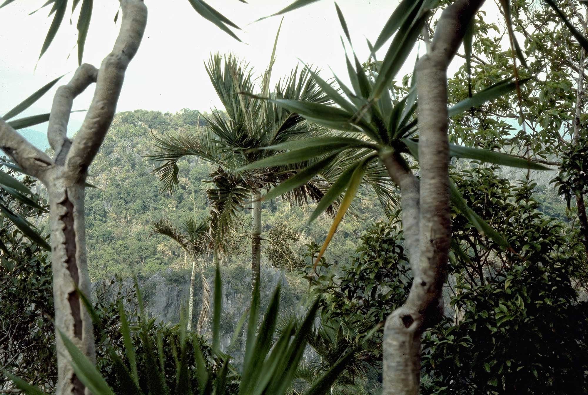 logo Palawan Botanical Expedition