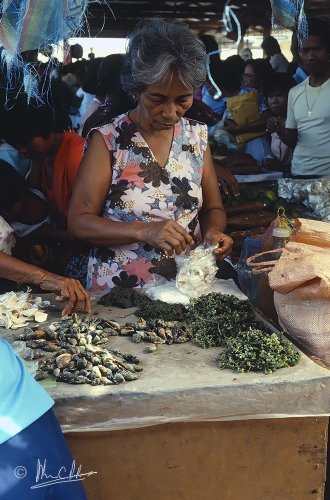 Sea snails & Caulerpa racemosa
