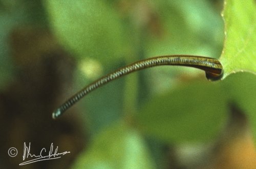 Forest leach looking for food!