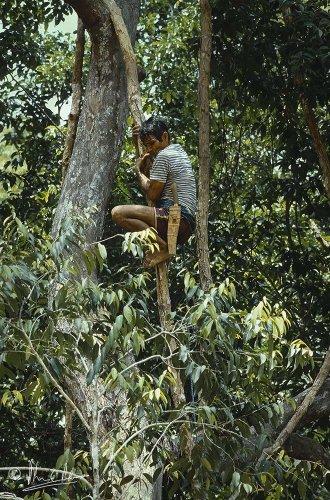 Tino climbing a liana