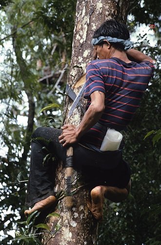 June climbing a small tree