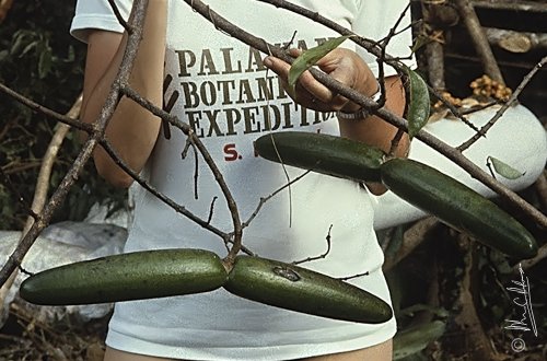 Some plants were difficult to process due to their size