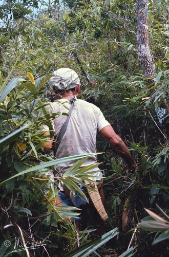The way to peak vegetation was sometimes through thick bamboo.