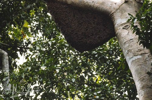 Forest bees were a great danger in some locations!