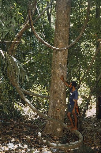 Eduardo getting ready to climb a liana into the canopy