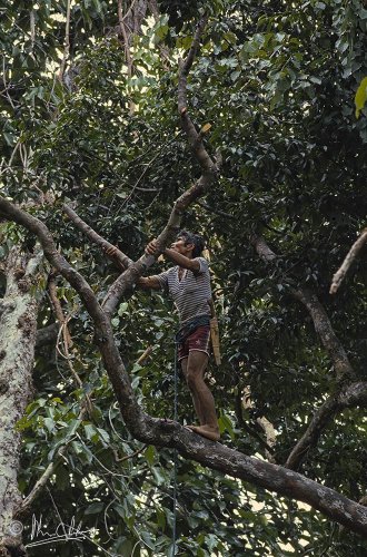 Tino looking for new flowers or fruits