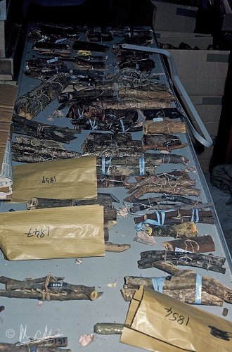 Wood specimens being curated