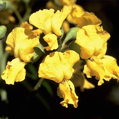 Instia palembanica, 40m  high!