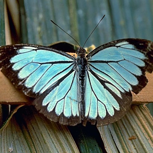 Nepheronia lutescens, male