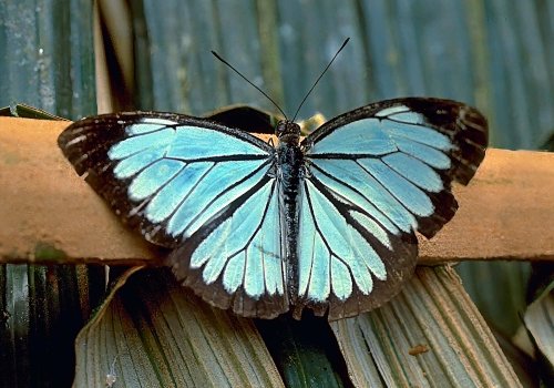 Nepheronia lutescens, male