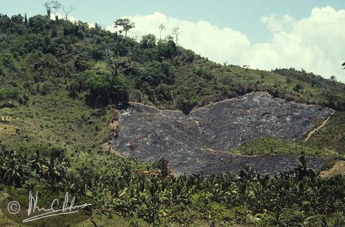 Kaingin farming burning an area multiple times removes all vegetation and soil after time