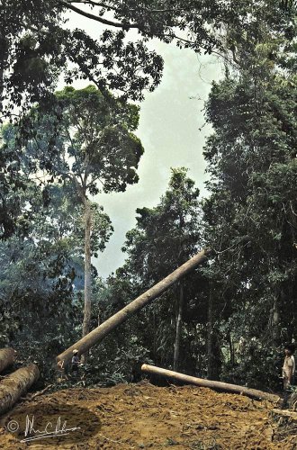 The forest starts to disappear