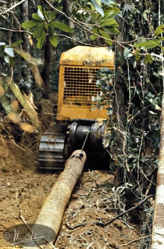 Bulldozers drive up to every tree, churning up the soil