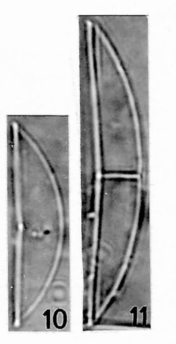 Amphora subhyalina, Amphora staurohyalina 
