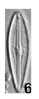 Anomoeoneis irawanae