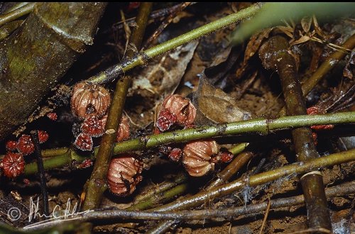 Figs on stolons - Ficus cf. beccari