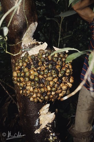 Ficus satterthwaitei