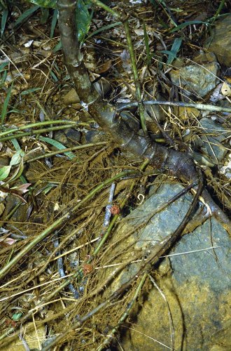 Ficus cf. beccari shrub with figs on stolons