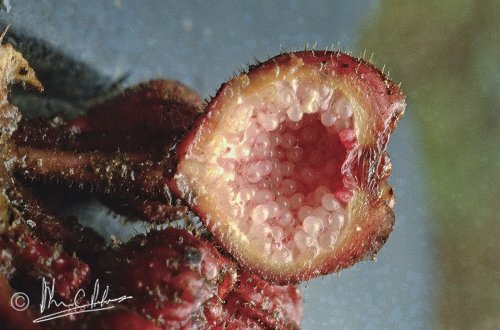 Ficus cf. beccari, bisected fig