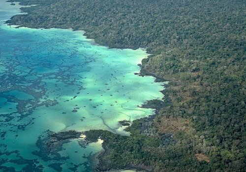 Forest on the basalt lava flow