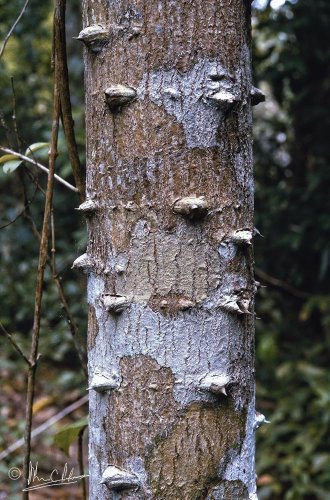 Unidentified tree with trunk spines