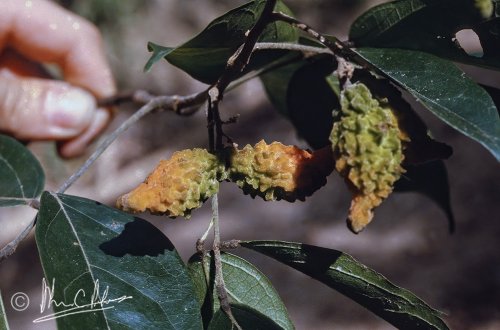 Sterculia fruits?