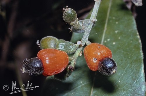 Semecarpus sp. - high forest