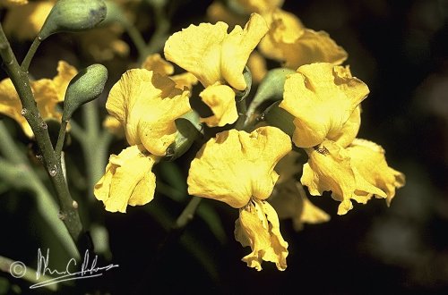 Intsia palembanica flowers