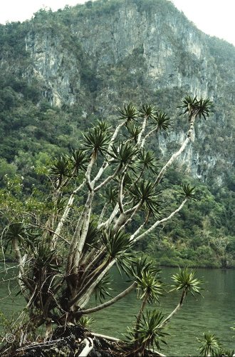 Pleiomele cf. multiflora