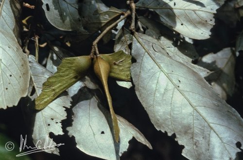 The samara seeds of an emergent tree