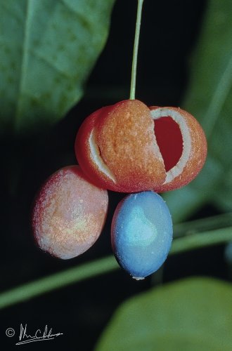 Erythropalum scandens