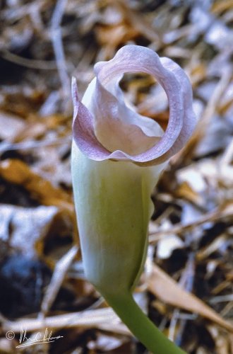 Araceae in the coastal forest