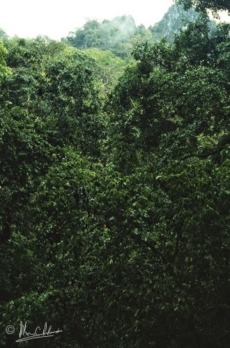 Rocky Slope Forest canopy