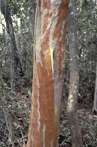 Tristania sp. - the wood is so hard that a bolo just bounces off the trunk.