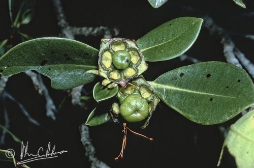 Xanthostemon verdugonianus (Copyright J. Dransfield) fruits
