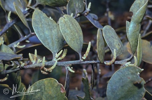 Exocarpus latifolius