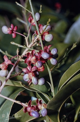 Brackenridgea palustris