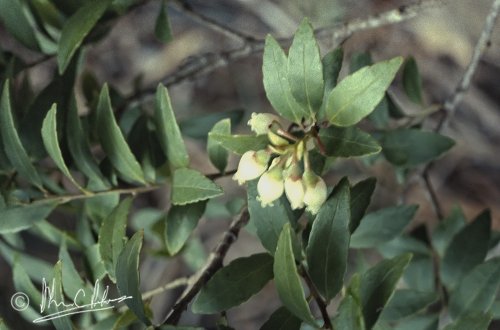 Vaccinium gitingense