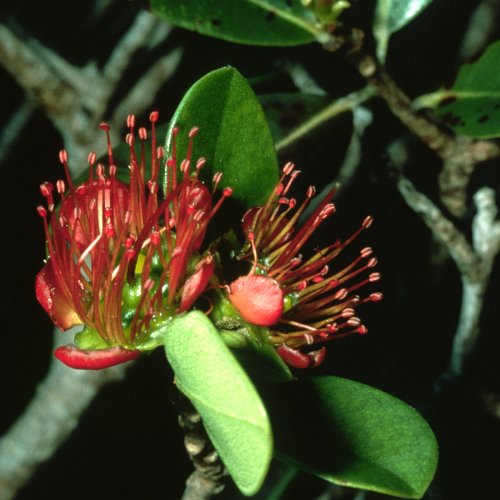 Xanthostemon verdugonianus (Copyright J. Dransfield)