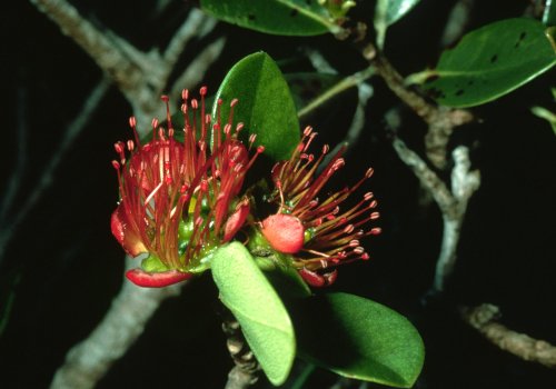 Xanthostemon verdugonianus (Copyright J. Dransfield)