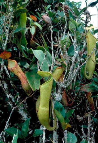 Nepenthes philippinensis