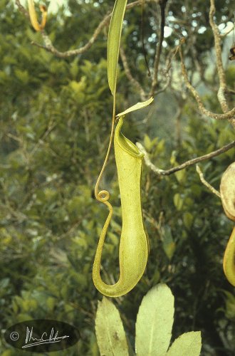 Nepenthes philippinensis
