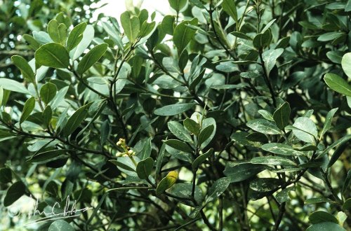 Calophyllum pulgarense