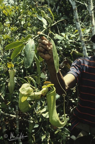 Sample for collection