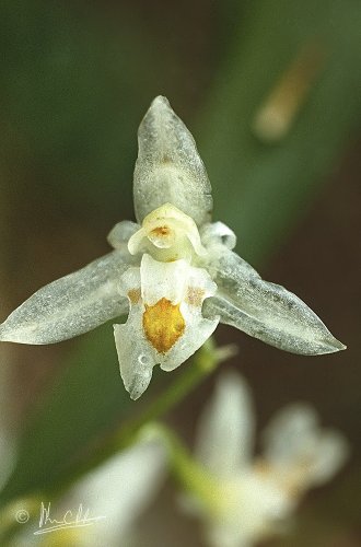 Coelogyne sulphurea