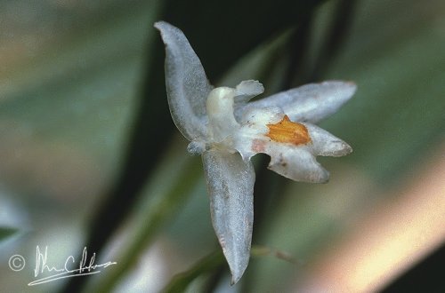 Coelogyne sulphurea