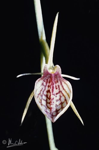 Cryptostylis carinata
