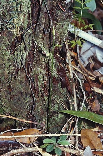 Cryptostylis carinata