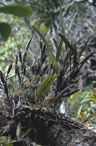 Dendrobium sp. sect. Crinifera