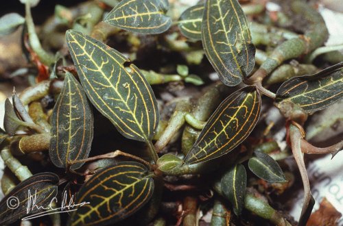 Ludisia discolor
